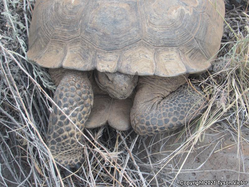 Desert Tortoise (Gopherus agassizii)