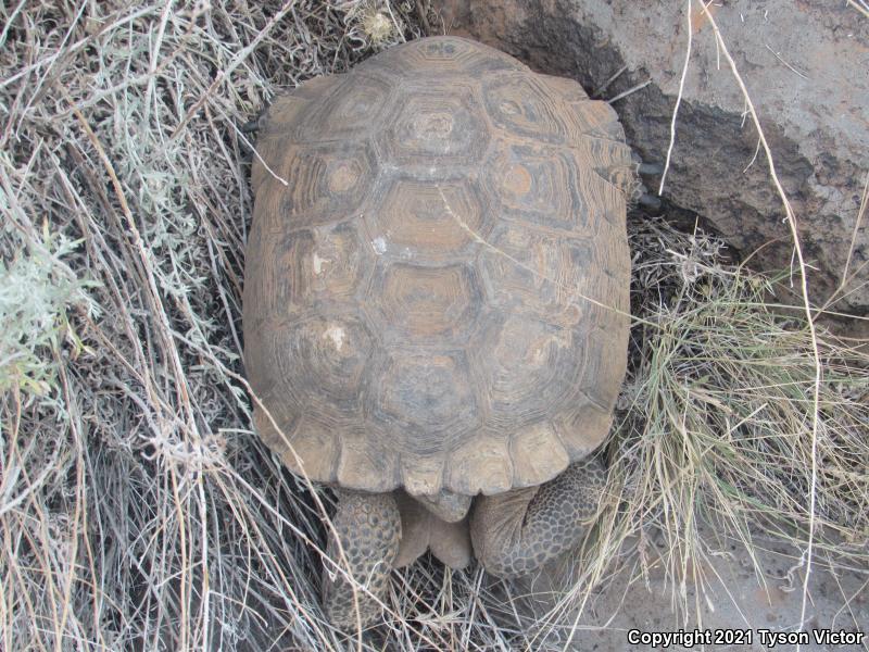 Desert Tortoise (Gopherus agassizii)