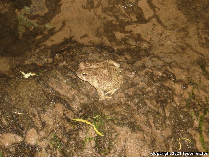 Arizona Toad (Anaxyrus microscaphus)