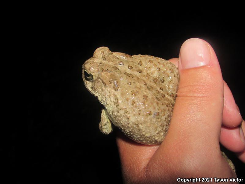 Arizona Toad (Anaxyrus microscaphus)