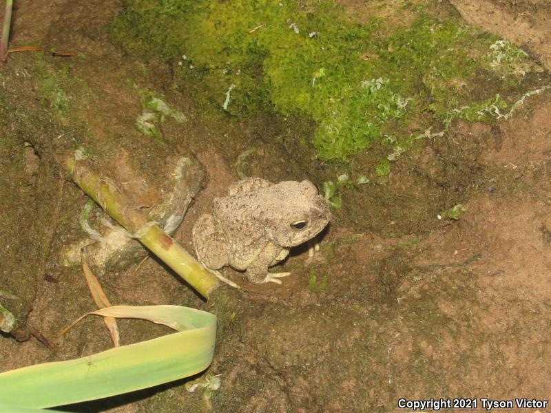 Arizona Toad (Anaxyrus microscaphus)