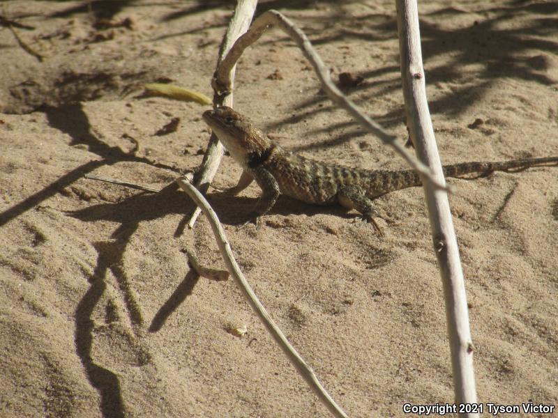 Yellow-backed Spiny Lizard (Sceloporus uniformis)