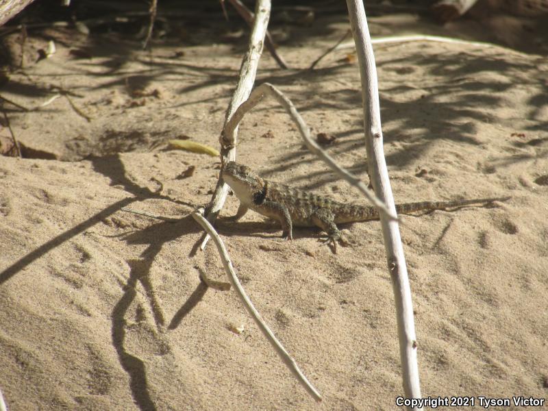 Yellow-backed Spiny Lizard (Sceloporus uniformis)