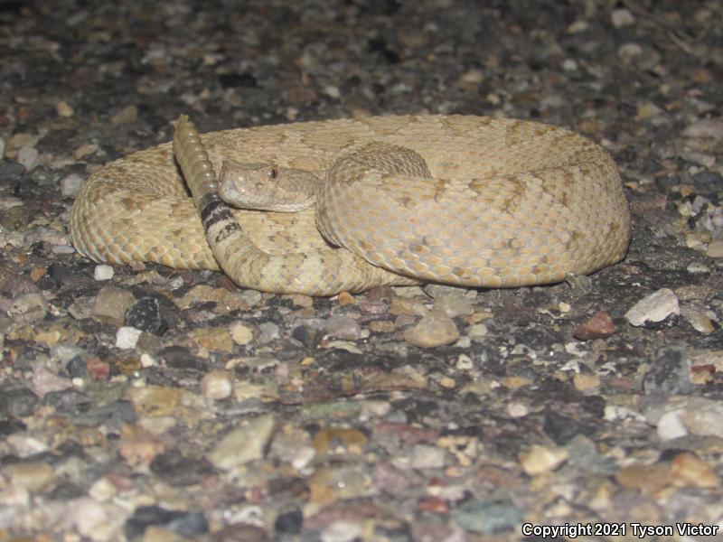 Grand Canyon Rattlesnake (Crotalus oreganus abyssus)