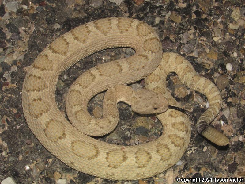 Grand Canyon Rattlesnake (Crotalus oreganus abyssus)