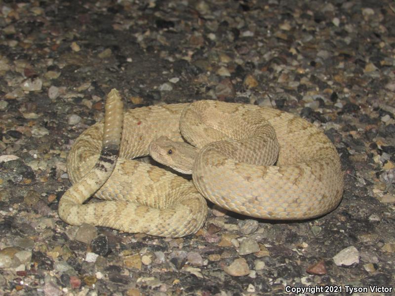 Grand Canyon Rattlesnake (Crotalus oreganus abyssus)