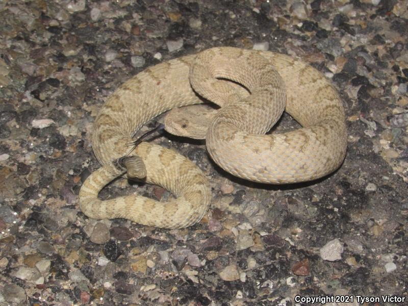 Grand Canyon Rattlesnake (Crotalus oreganus abyssus)