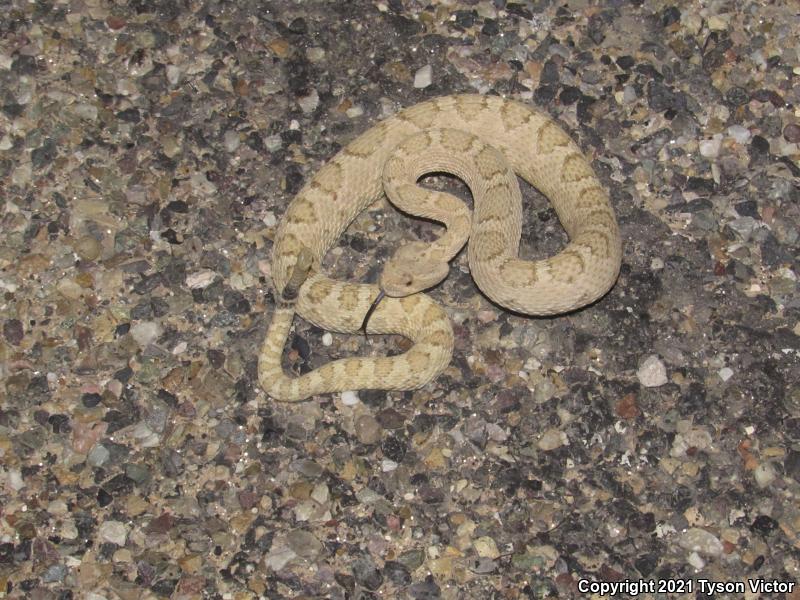 Grand Canyon Rattlesnake (Crotalus oreganus abyssus)