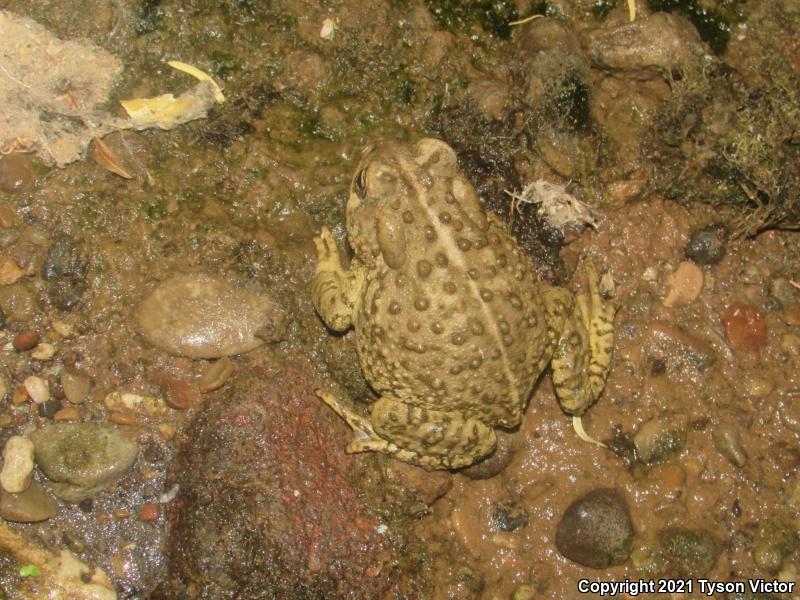 Arizona Toad (Anaxyrus microscaphus)