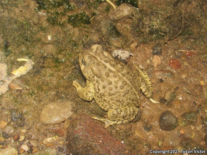 Arizona Toad (Anaxyrus microscaphus)