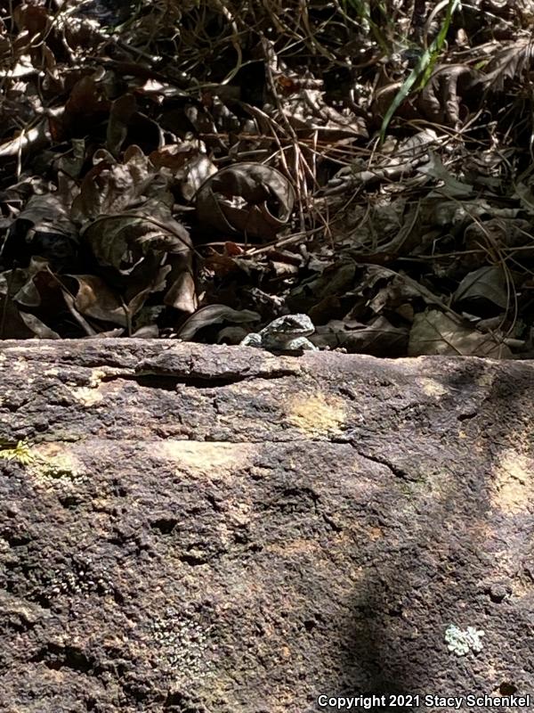 Eastern Fence Lizard (Sceloporus undulatus)