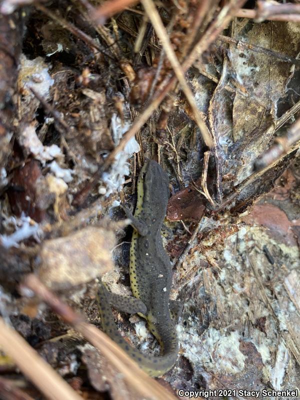 Eastern Newt (Notophthalmus viridescens)