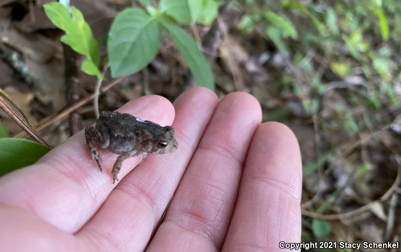 Fowler's Toad (Anaxyrus fowleri)