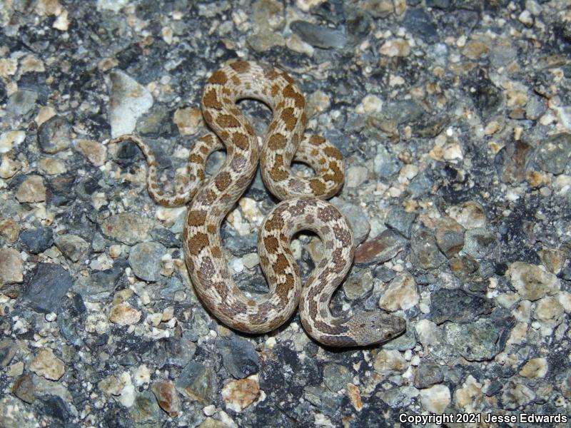 San Diego Nightsnake (Hypsiglena ochrorhyncha klauberi)