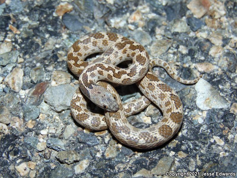 San Diego Nightsnake (Hypsiglena ochrorhyncha klauberi)