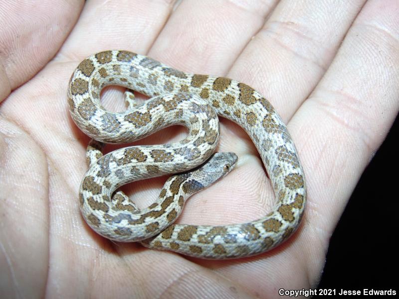 San Diego Nightsnake (Hypsiglena ochrorhyncha klauberi)