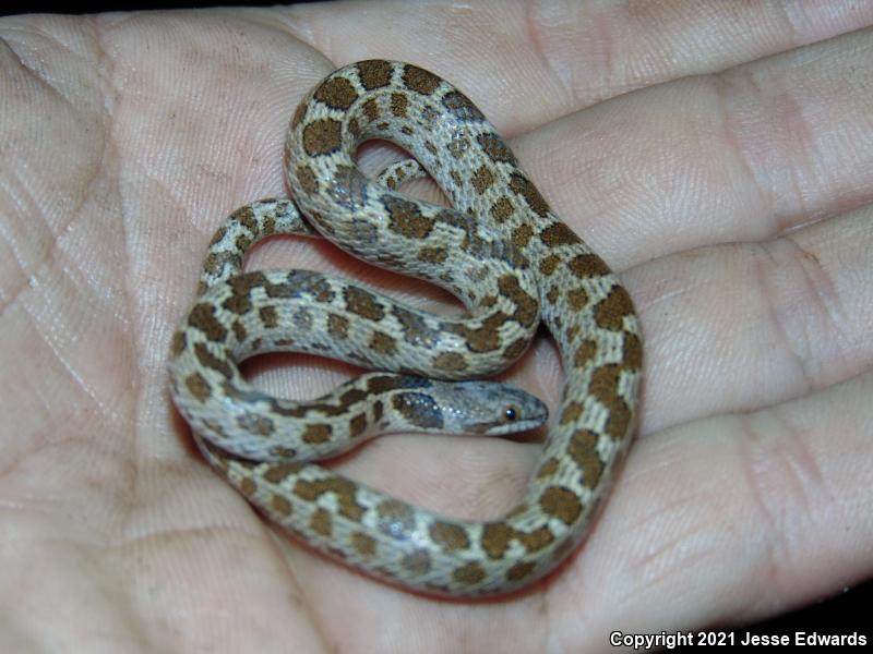 San Diego Nightsnake (Hypsiglena ochrorhyncha klauberi)