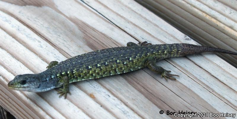 Shasta Alligator Lizard (Elgaria coerulea shastensis)