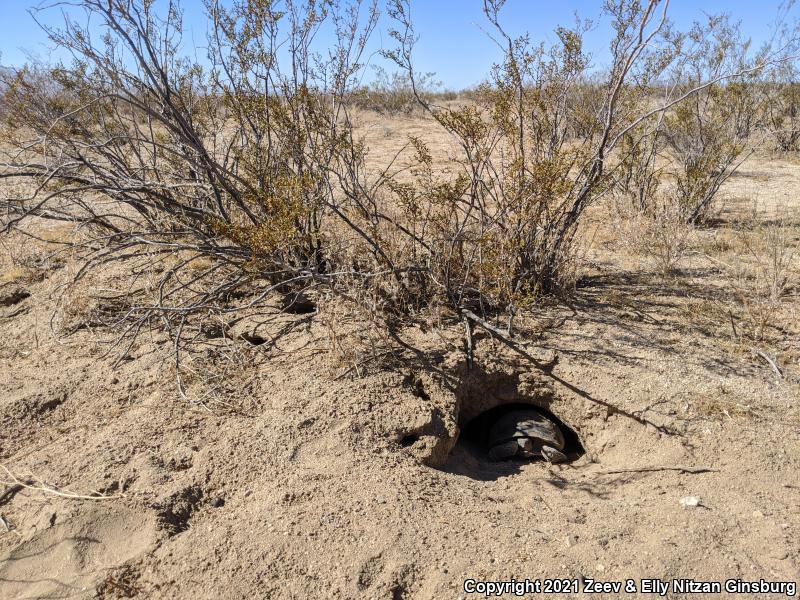 Desert Tortoise (Gopherus agassizii)