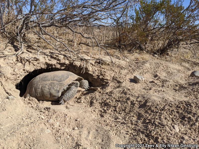 Desert Tortoise (Gopherus agassizii)