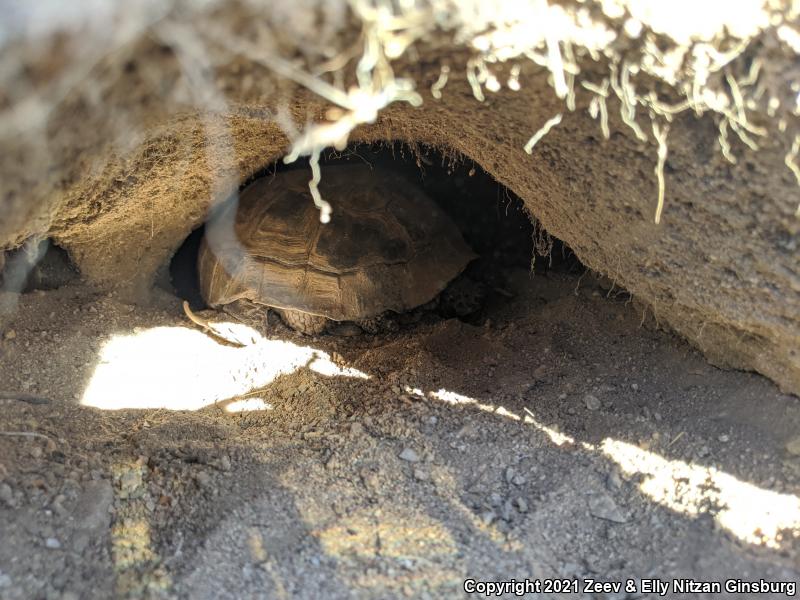 Desert Tortoise (Gopherus agassizii)