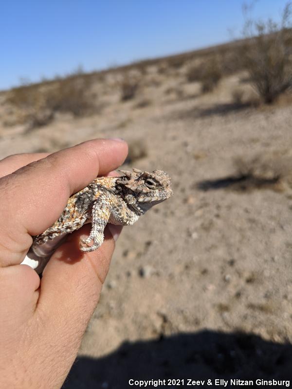 Southern Desert Horned Lizard (Phrynosoma platyrhinos calidiarum)