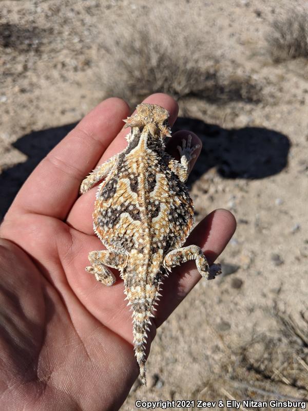 Southern Desert Horned Lizard (Phrynosoma platyrhinos calidiarum)