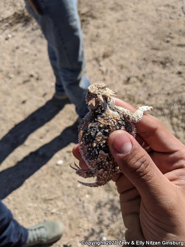 Southern Desert Horned Lizard (Phrynosoma platyrhinos calidiarum)