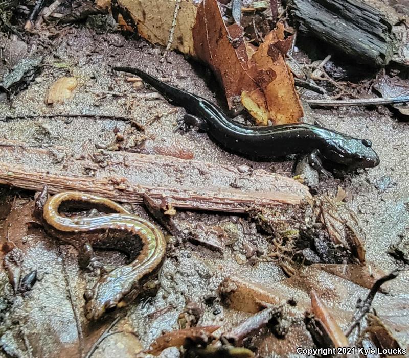 Allegheny Mountain Dusky Salamander (Desmognathus ochrophaeus)