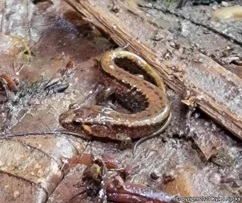 Allegheny Mountain Dusky Salamander (Desmognathus ochrophaeus)