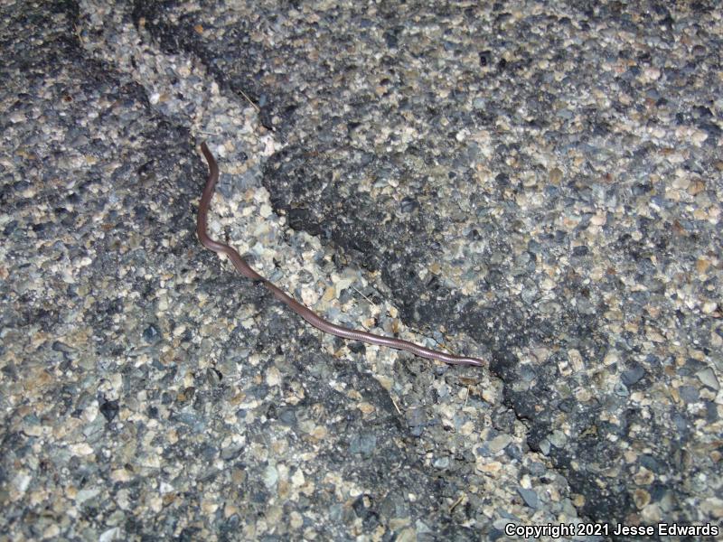 Western Threadsnake (Leptotyphlops humilis)