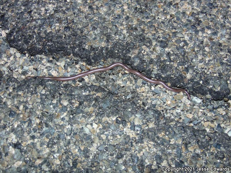 Western Threadsnake (Leptotyphlops humilis)