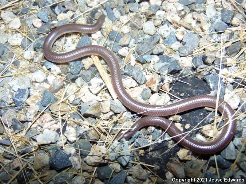 Western Threadsnake (Leptotyphlops humilis)