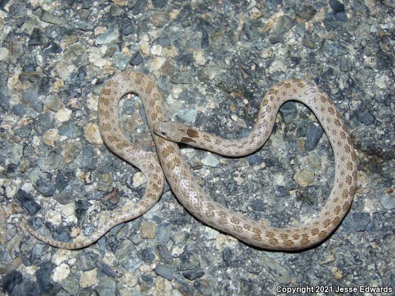 San Diego Nightsnake (Hypsiglena ochrorhyncha klauberi)