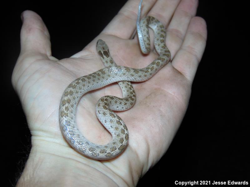 San Diego Nightsnake (Hypsiglena ochrorhyncha klauberi)