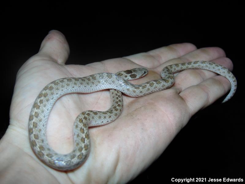 San Diego Nightsnake (Hypsiglena ochrorhyncha klauberi)