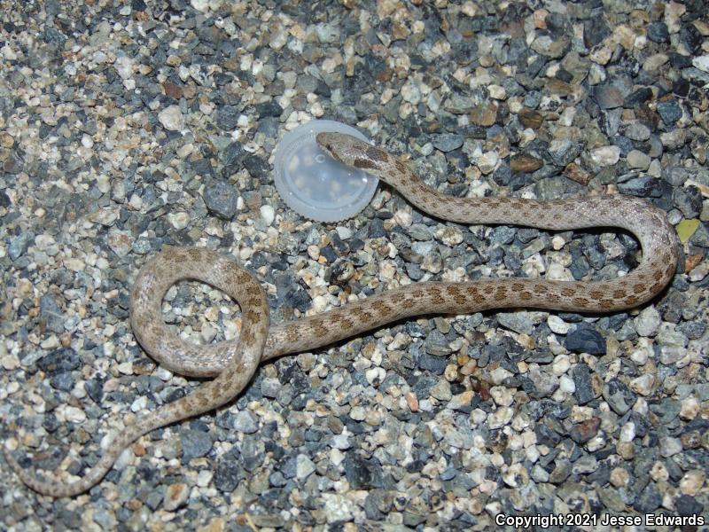 San Diego Nightsnake (Hypsiglena ochrorhyncha klauberi)