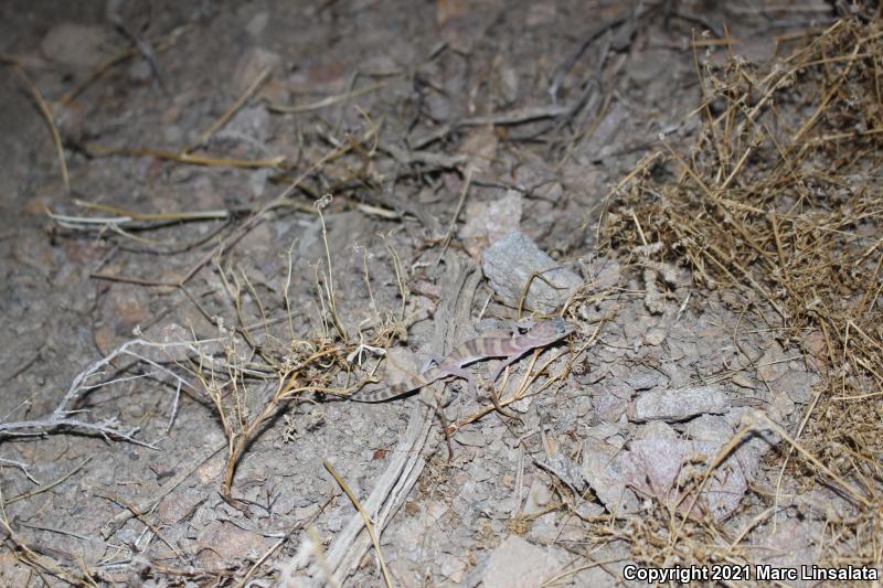 Desert Banded Gecko (Coleonyx variegatus variegatus)