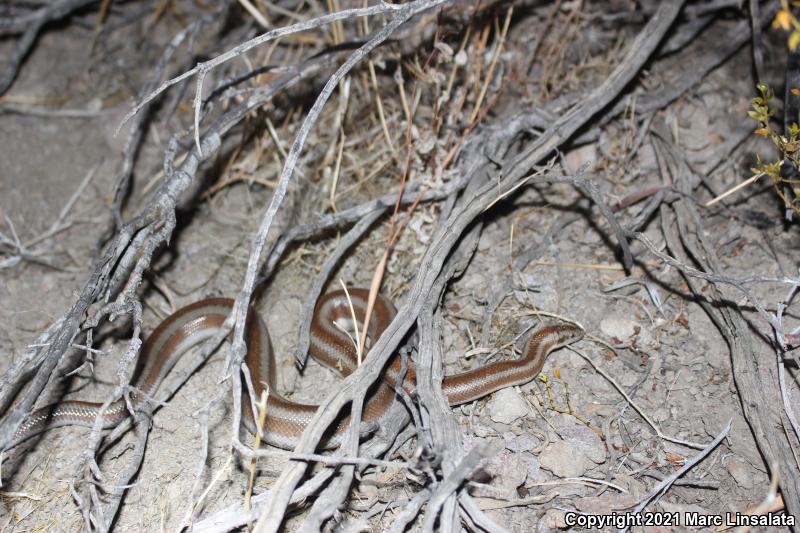 Desert Rosy Boa (Lichanura trivirgata gracia)