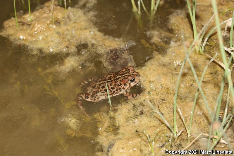 Southern California Toad (Anaxyrus boreas halophilus)