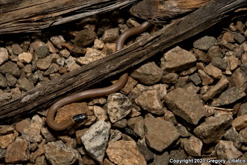 Western Black-headed Snake (Tantilla planiceps)