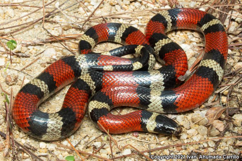 Querétaro Mountain Kingsnake (Lampropeltis ruthveni)