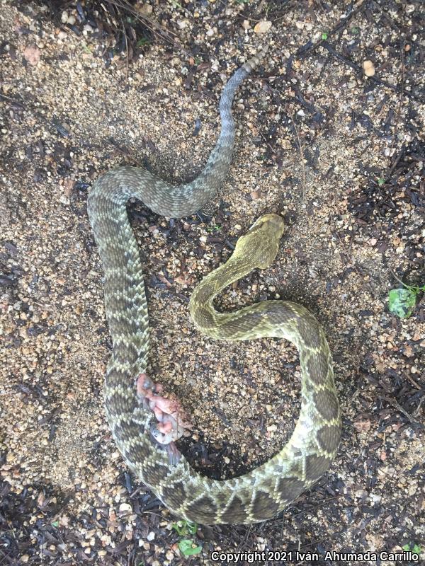 Mexican West Coast Rattlesnake (Crotalus basiliscus)