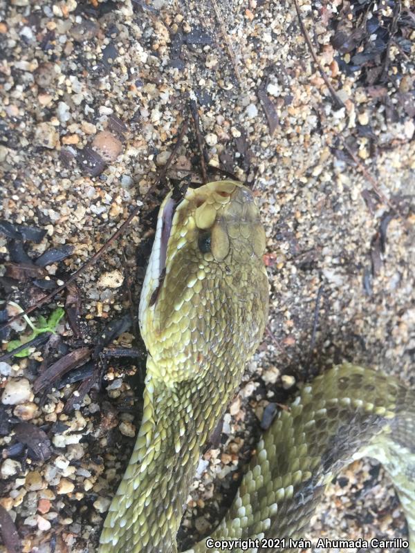 Mexican West Coast Rattlesnake (Crotalus basiliscus)