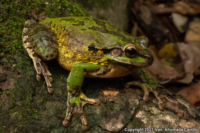 Mexican Treefrog (Smilisca baudinii)