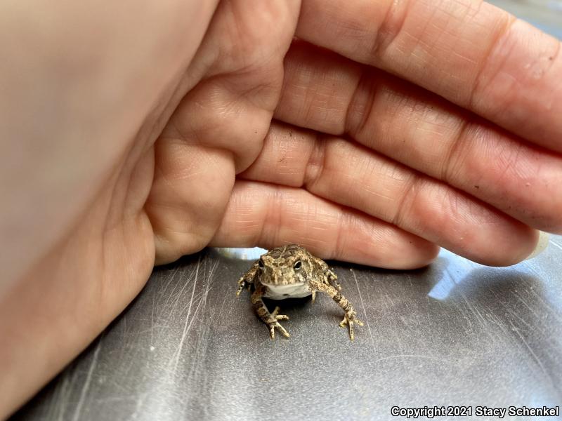 Fowler's Toad (Anaxyrus fowleri)