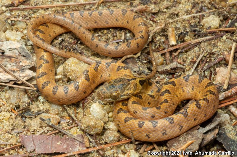 Bresson's Splendid Cat-eyed Snake (Leptodeira splendida bressoni)