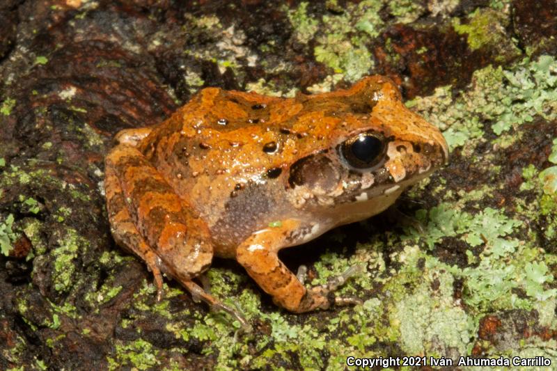 Taylor's Barking Frog (Craugastor occidentalis)