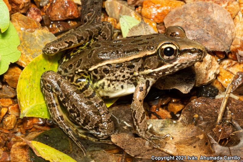 Forrer's Grass Frog (Lithobates forreri)