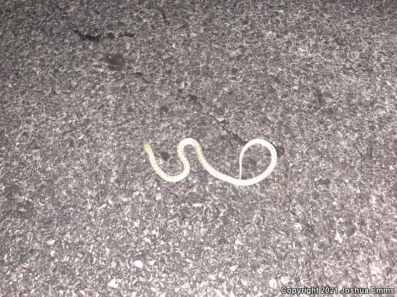 Painted Desert Glossy Snake (Arizona elegans philipi)